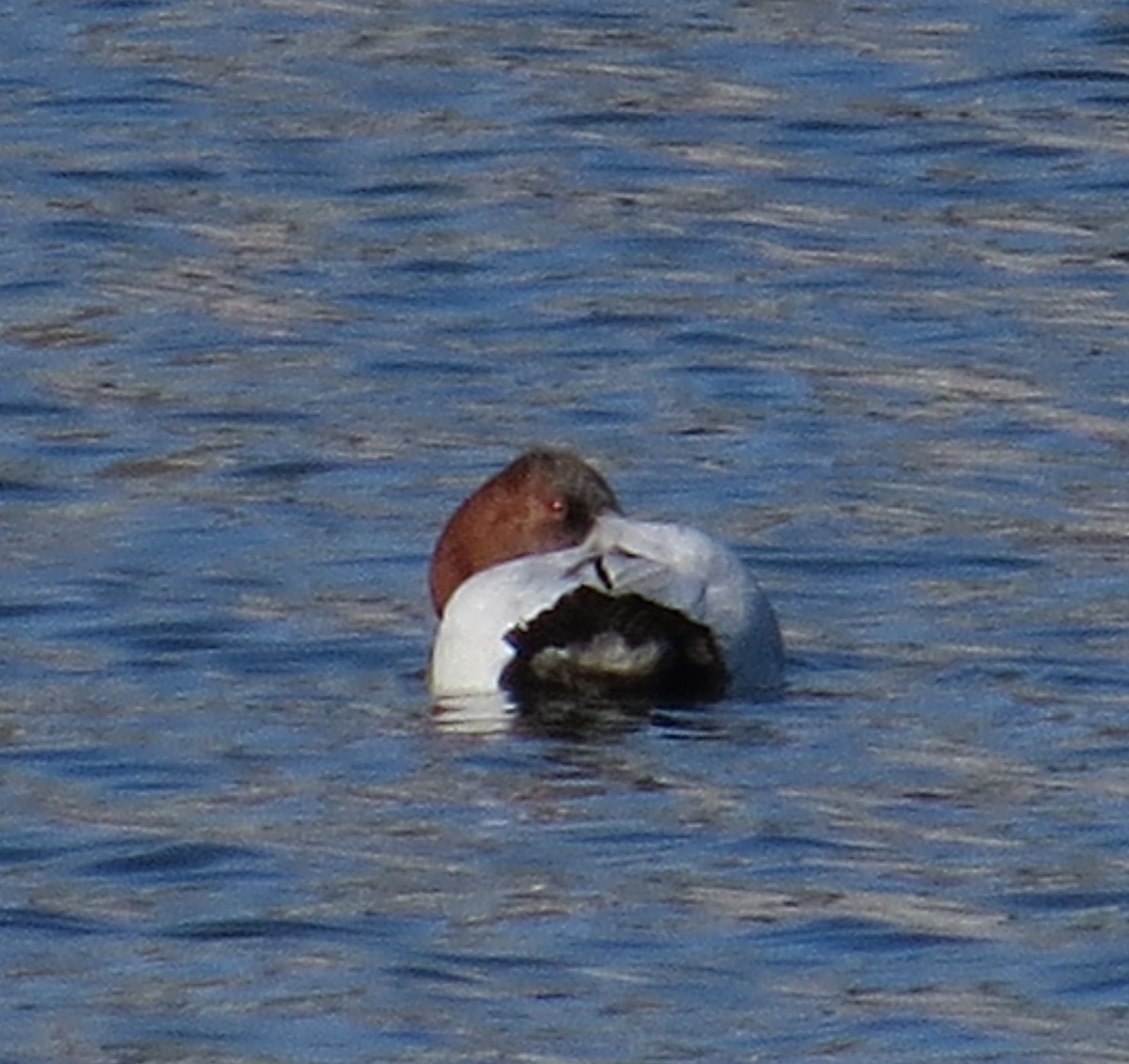 Canvasback - ML614862325