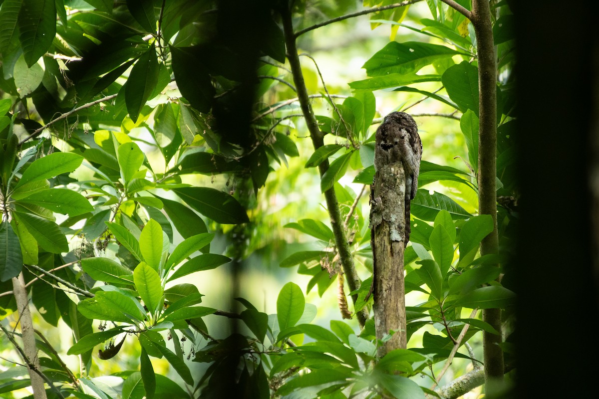 Common Potoo - ML614862394