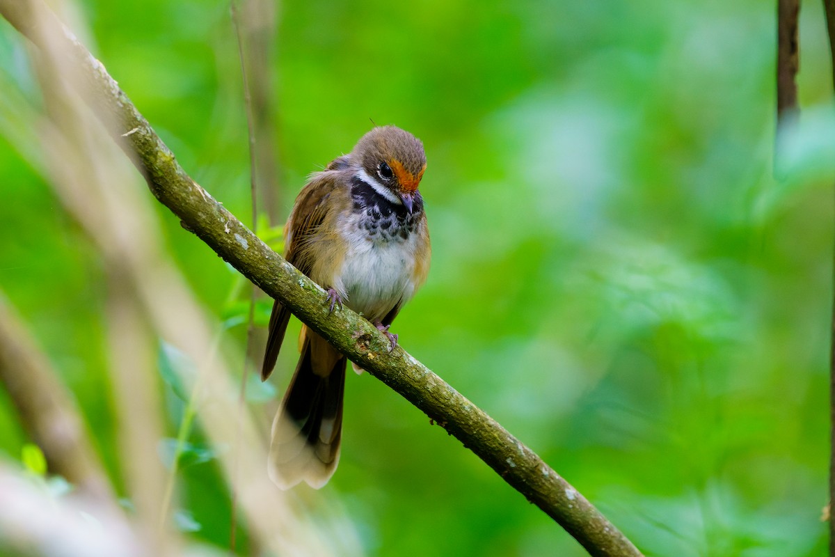 Australian Rufous Fantail - ML614862402