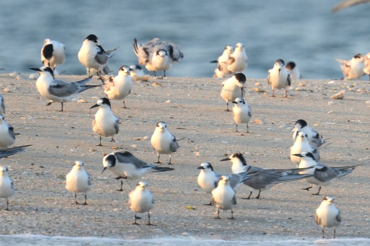 Common Tern - Alain Rouge