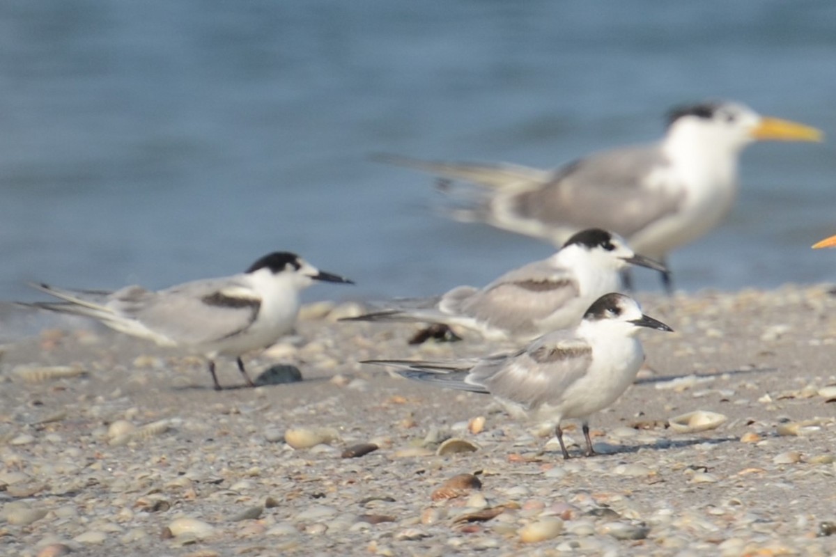 Common Tern - Alain Rouge