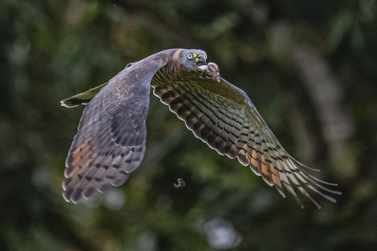 Hook-billed Kite - ML614862532