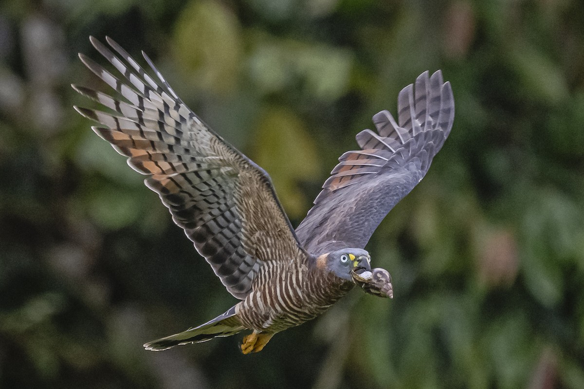 Hook-billed Kite - ML614862533