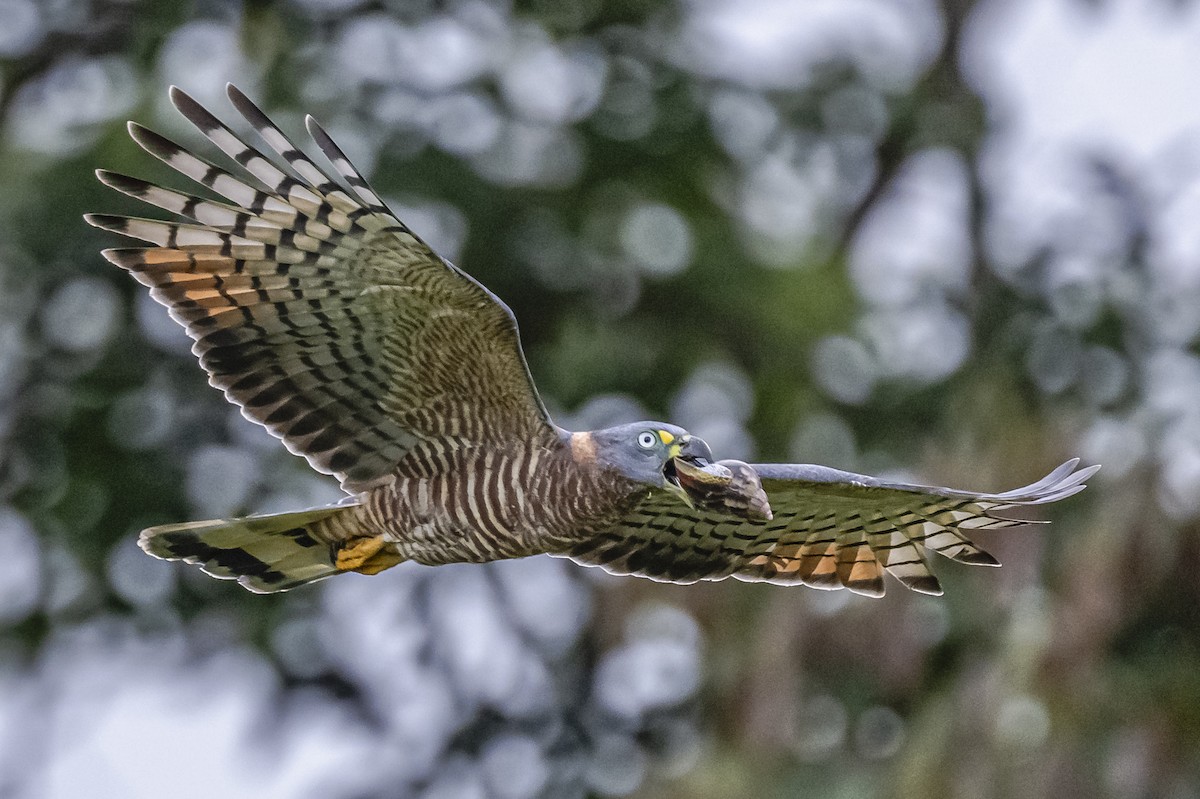 Hook-billed Kite - ML614862537