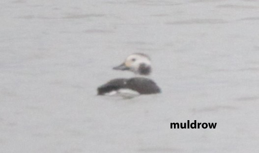 Long-tailed Duck - ML614862550