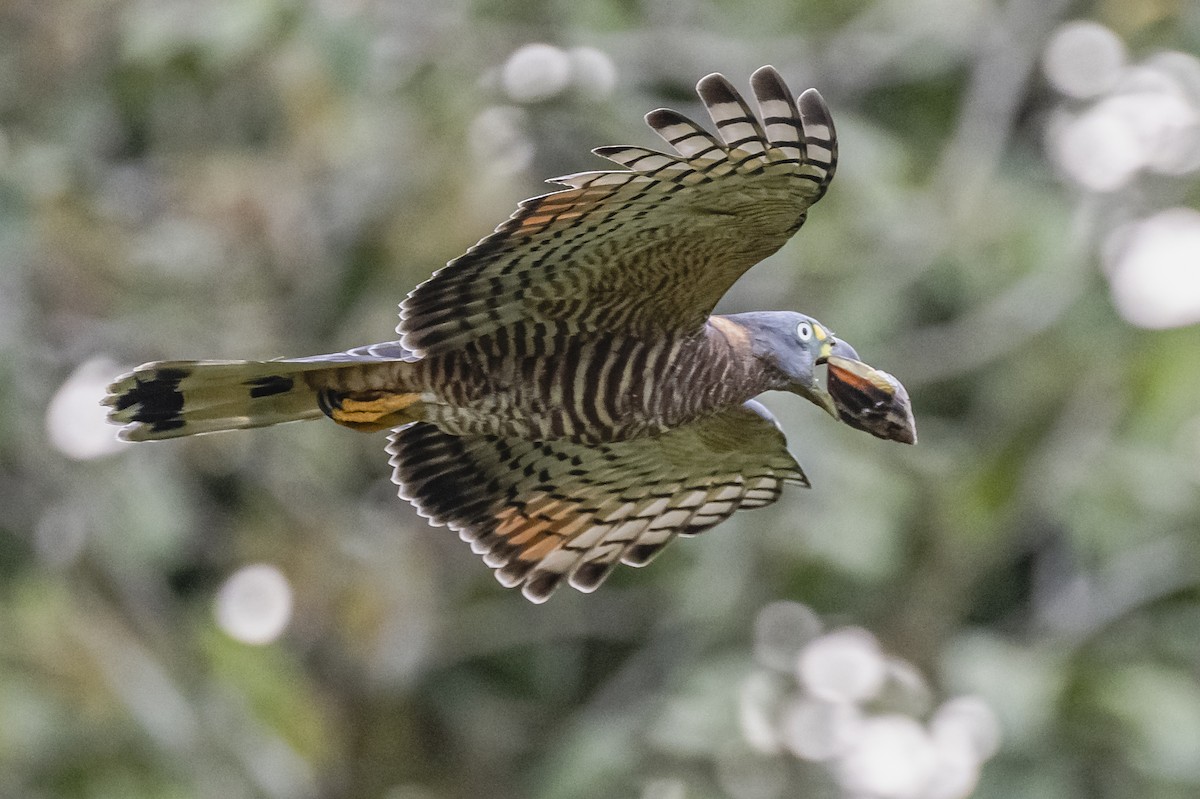 Hook-billed Kite - ML614862551