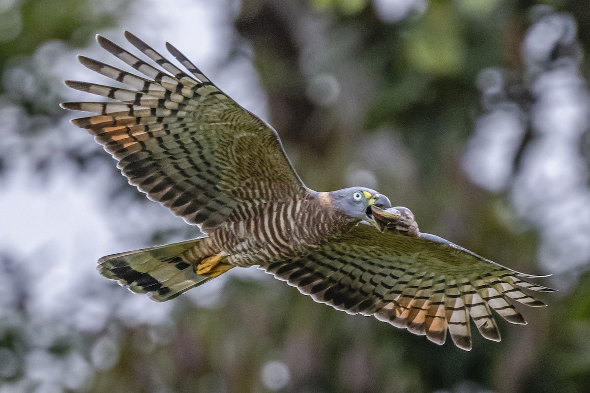 Hook-billed Kite - ML614862556