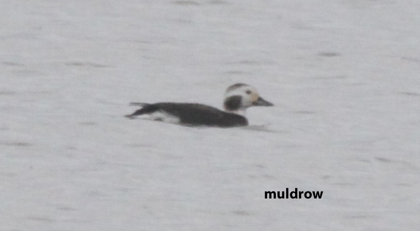 Long-tailed Duck - ML614862573
