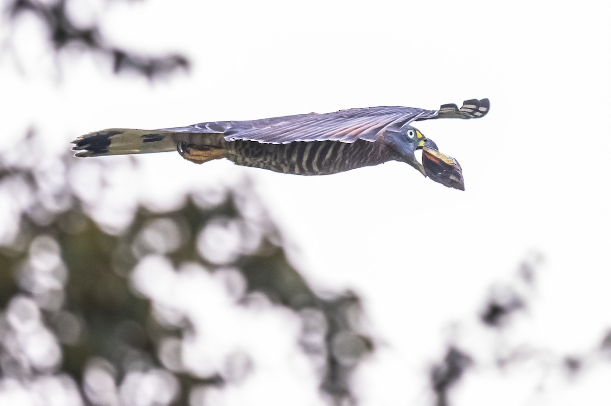 Hook-billed Kite - ML614862631