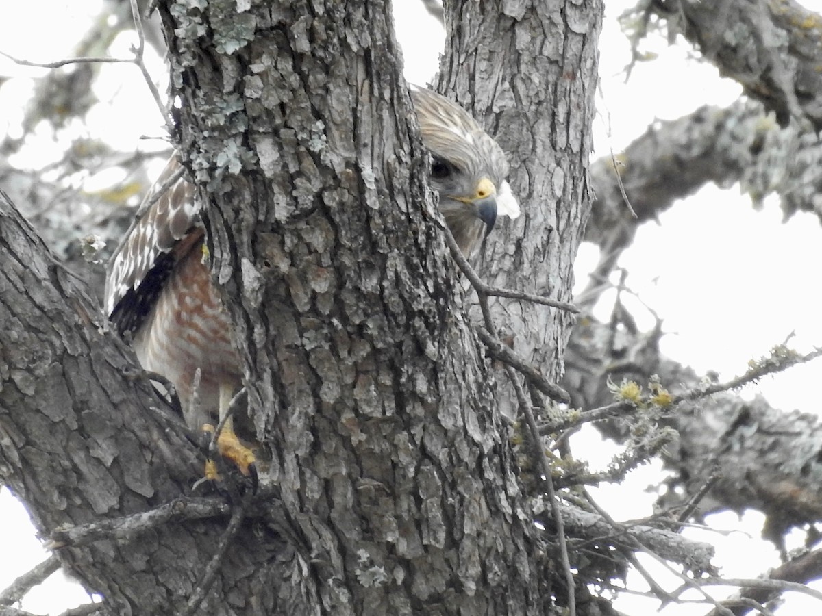 Red-shouldered Hawk - ML614862635