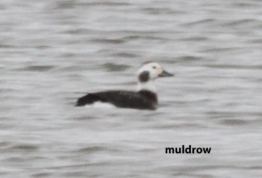Long-tailed Duck - ML614862639