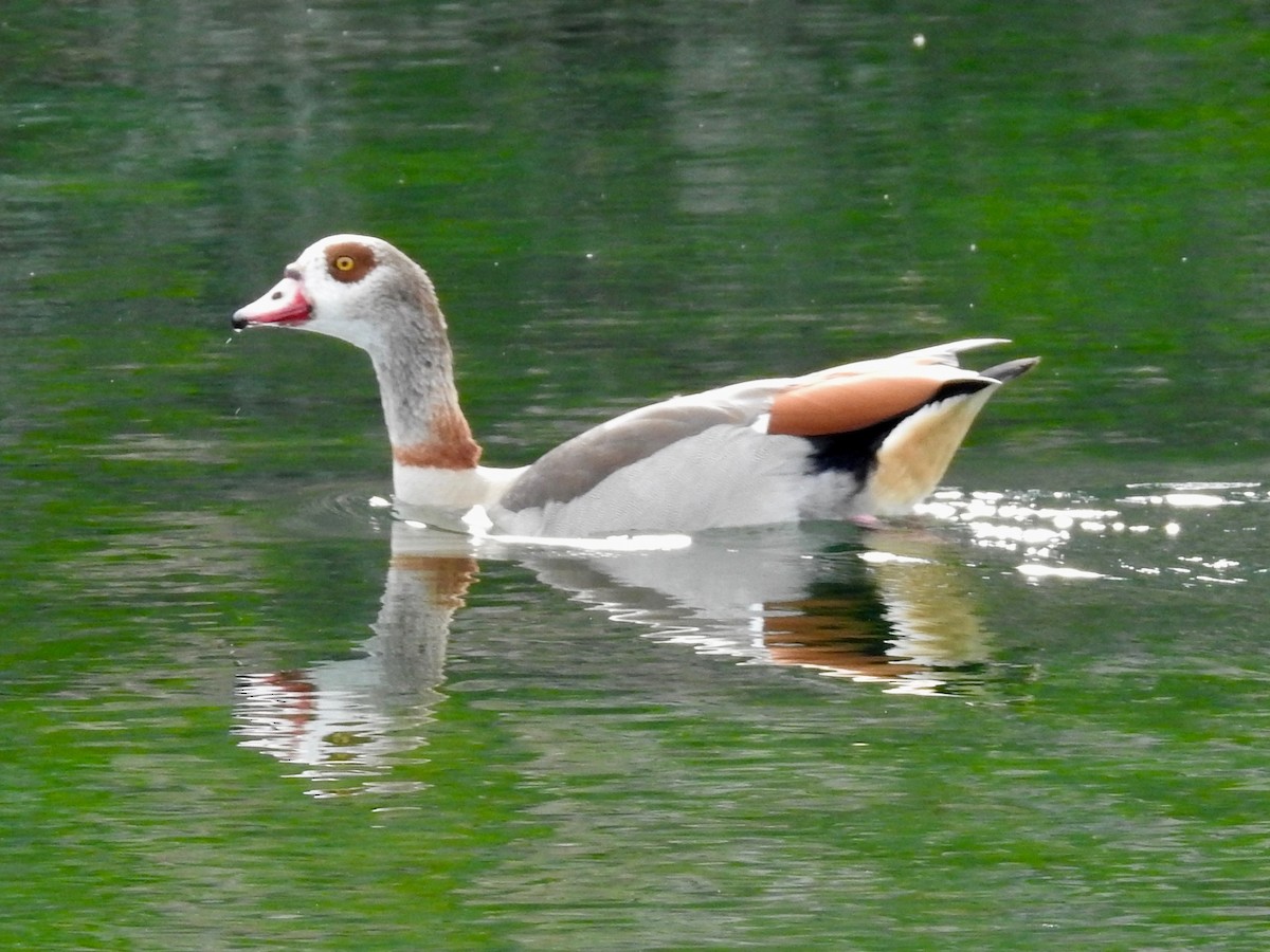 Egyptian Goose - ML614862648