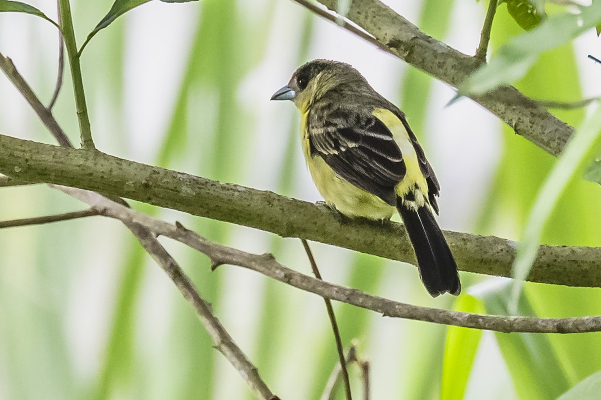 Flame-rumped Tanager - ML614862652