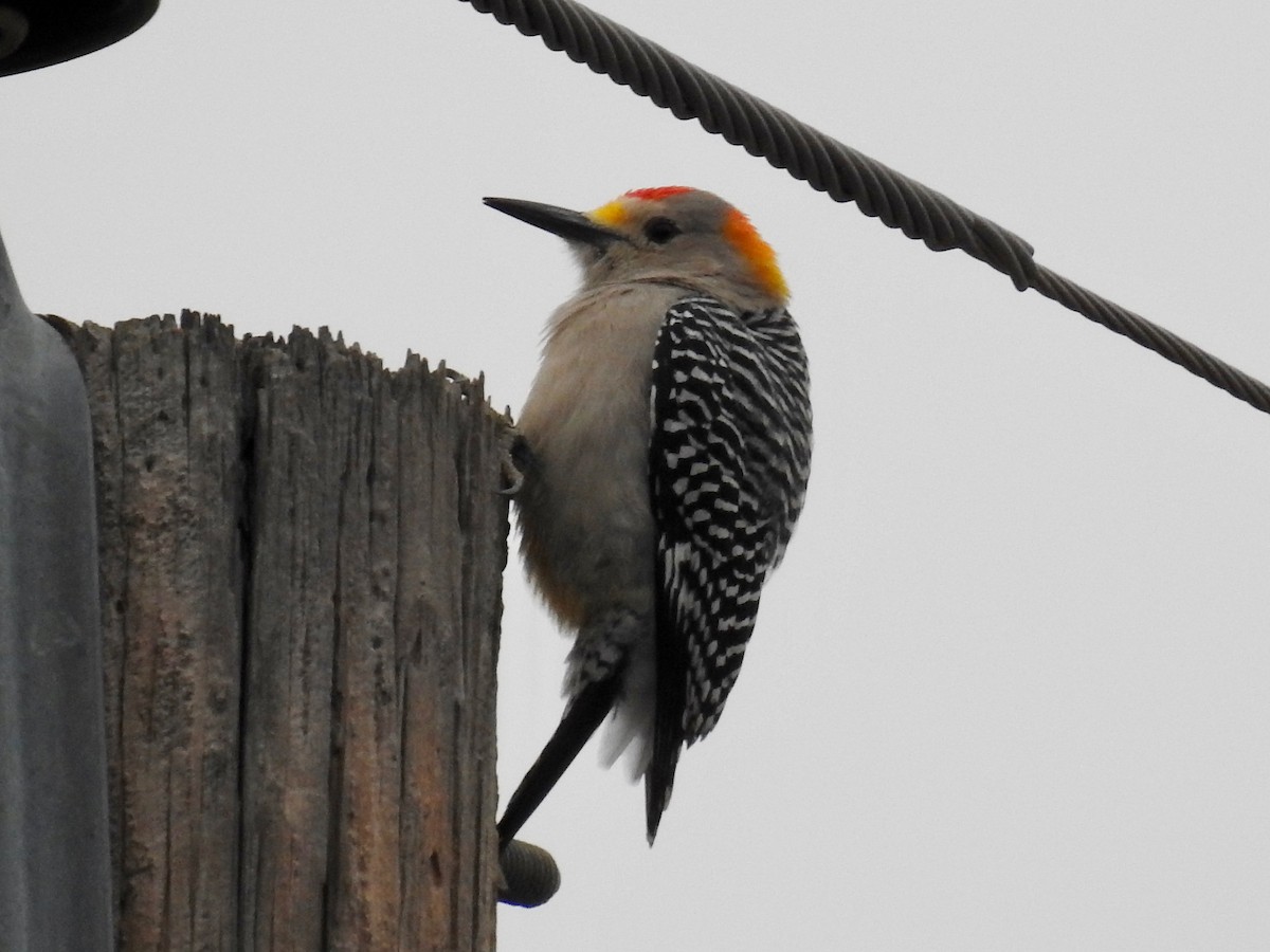 Golden-fronted Woodpecker - ML614862654