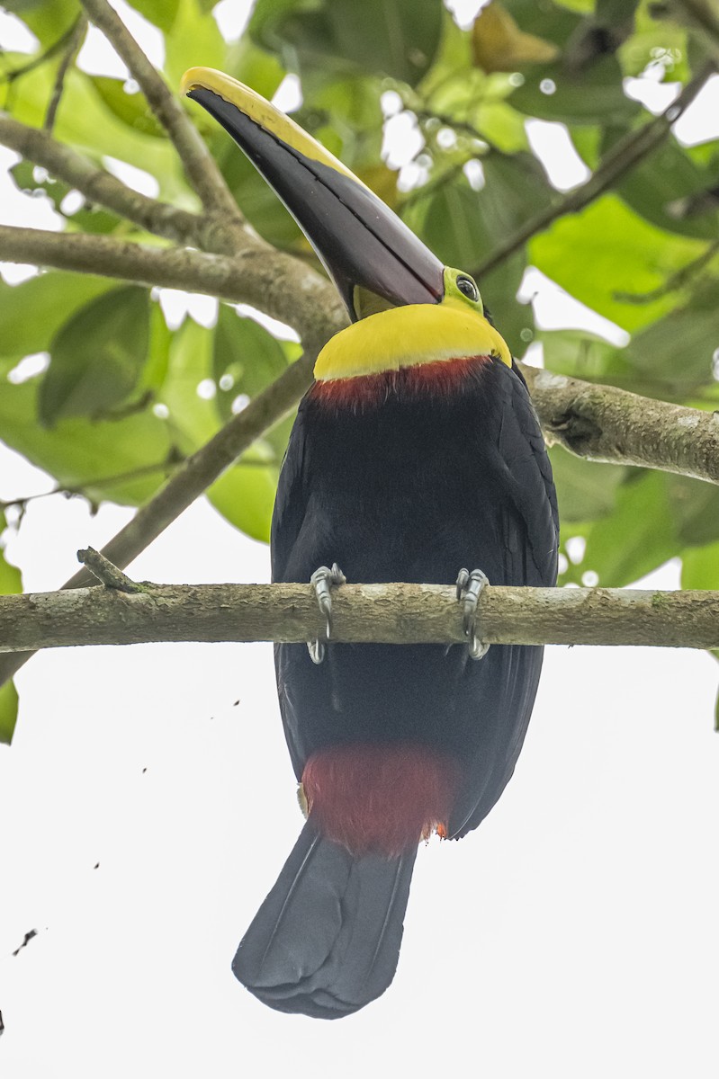 Yellow-throated Toucan - ML614862664