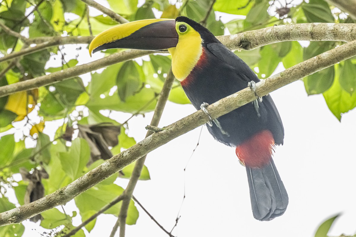 Yellow-throated Toucan - ML614862666