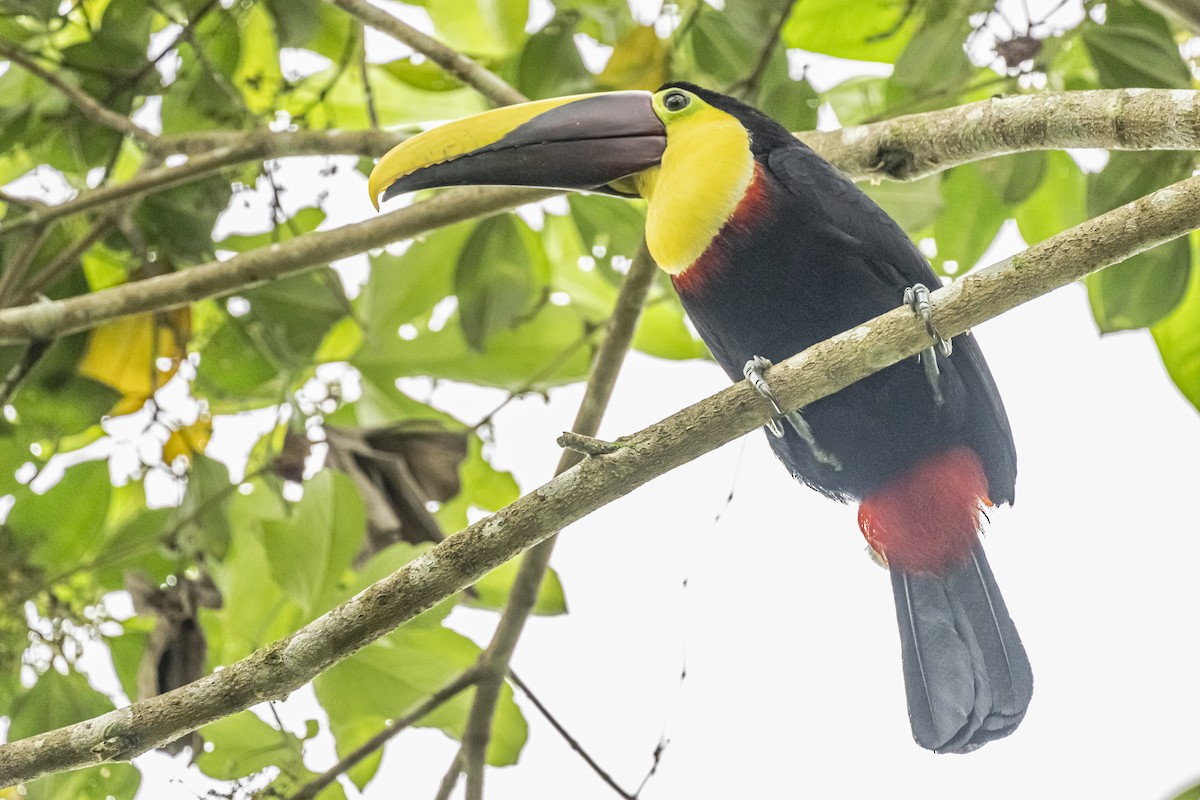 Yellow-throated Toucan - ML614862667