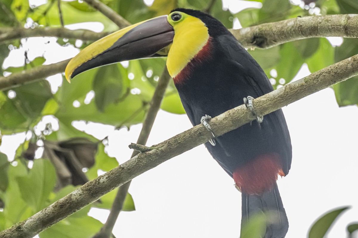 Yellow-throated Toucan - ML614862668