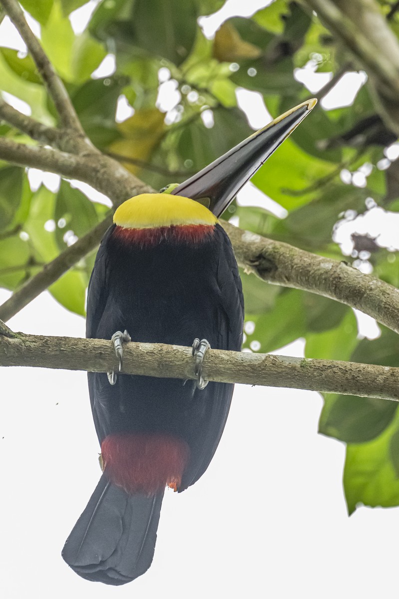 Yellow-throated Toucan - ML614862672