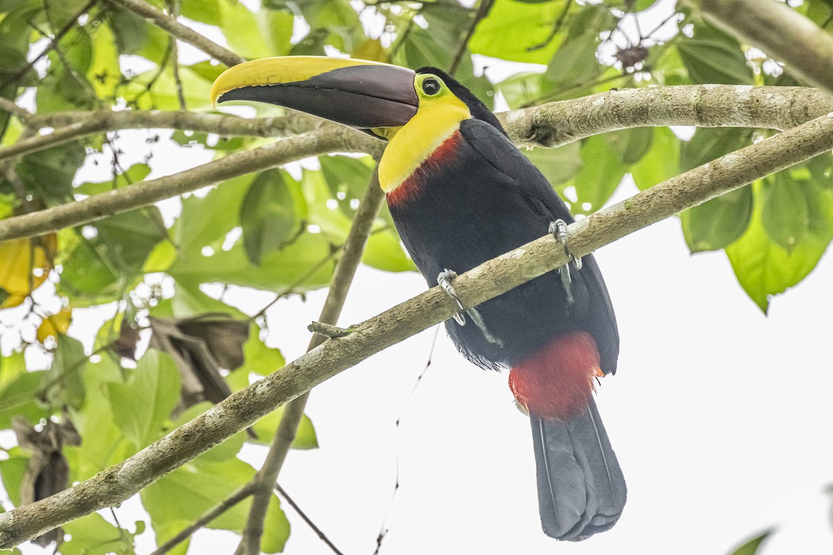 Yellow-throated Toucan - ML614862673