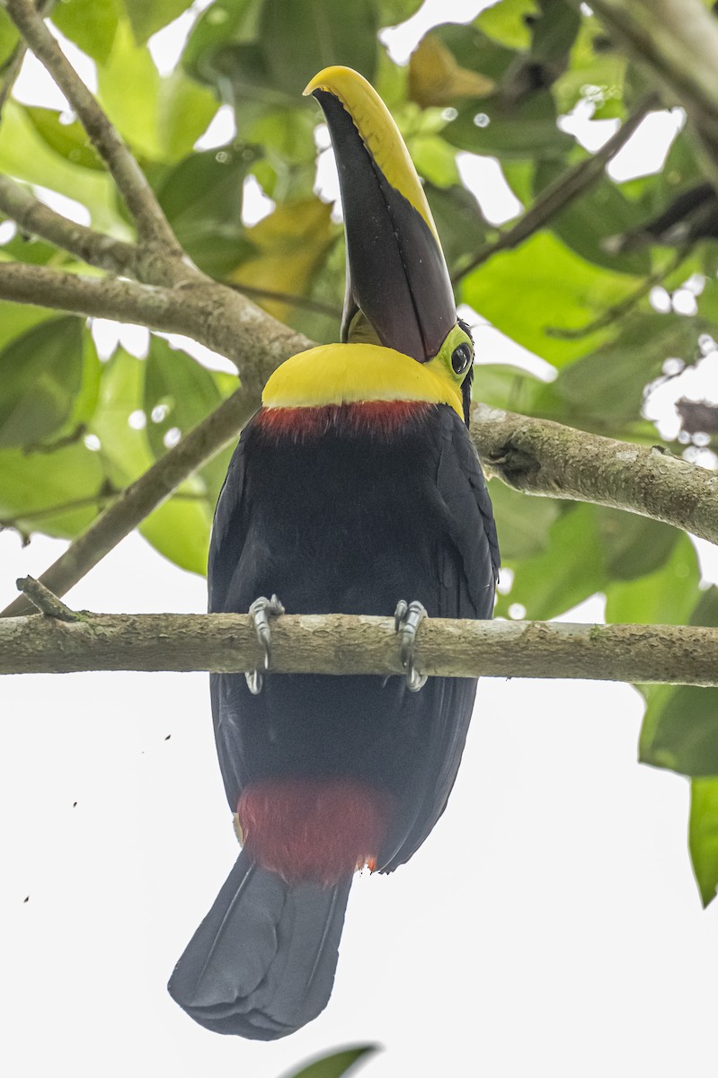 Yellow-throated Toucan - ML614862674