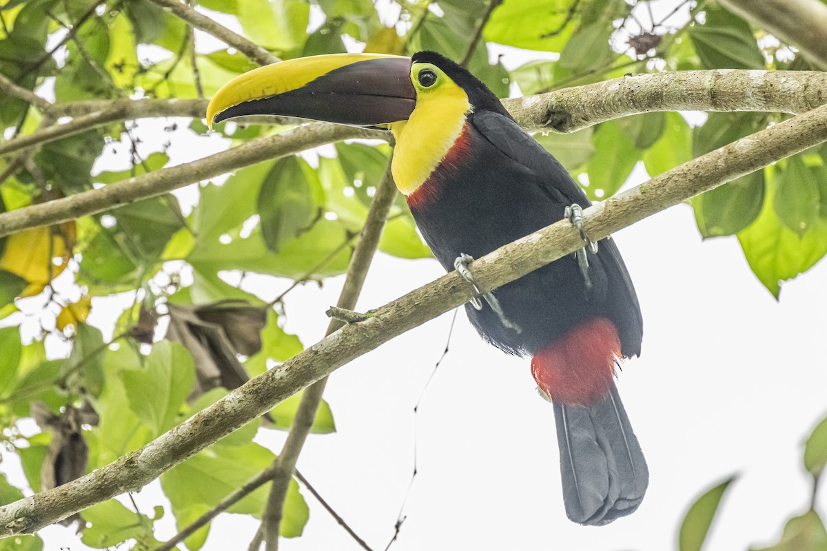 Yellow-throated Toucan - Amed Hernández
