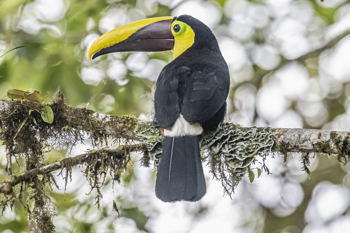 Yellow-throated Toucan - ML614862676