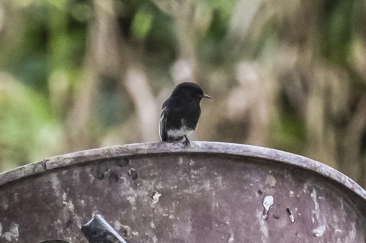 Black Phoebe - ML614862682