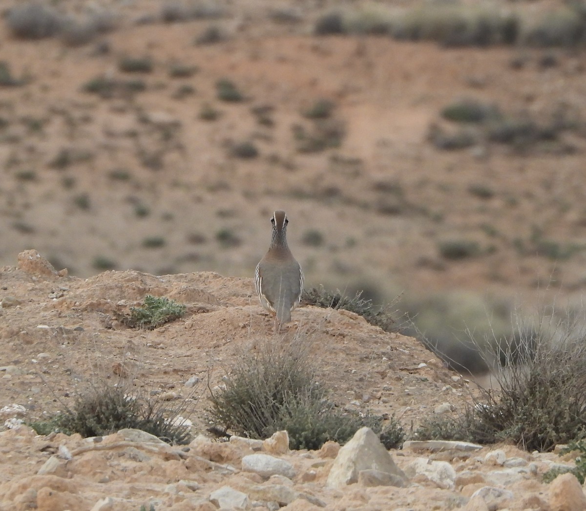 Red-legged Partridge - ML614862698