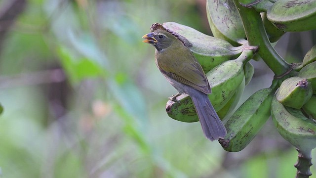 Lesser Antillean Saltator - ML614862731