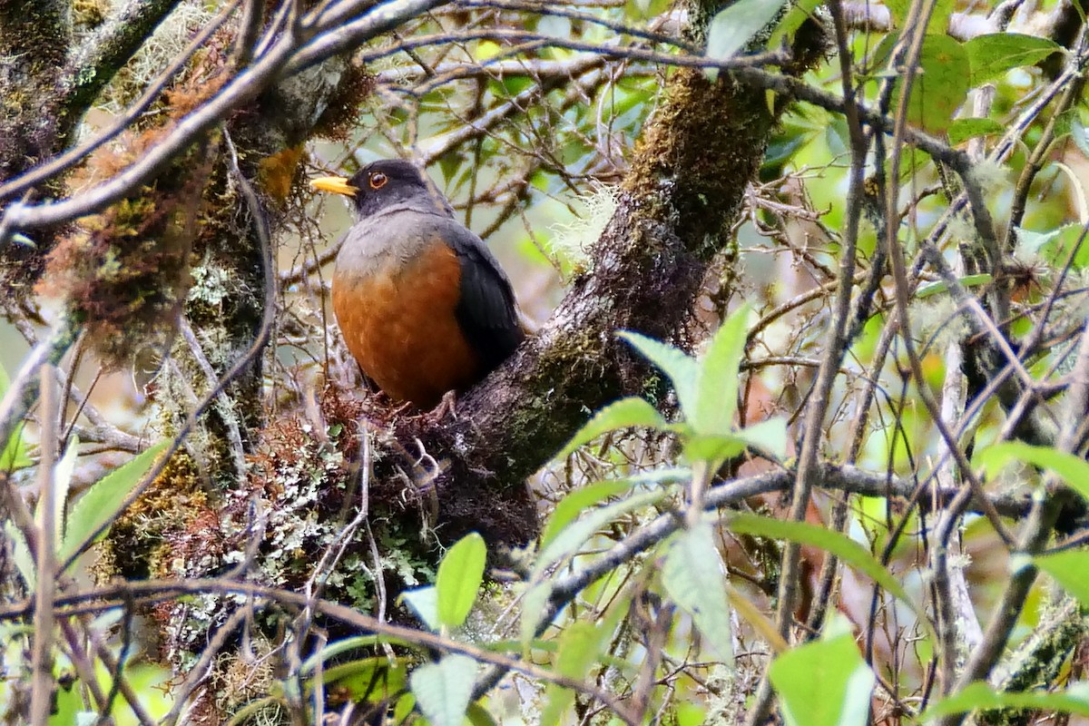 Chestnut-bellied Thrush - ML614862750