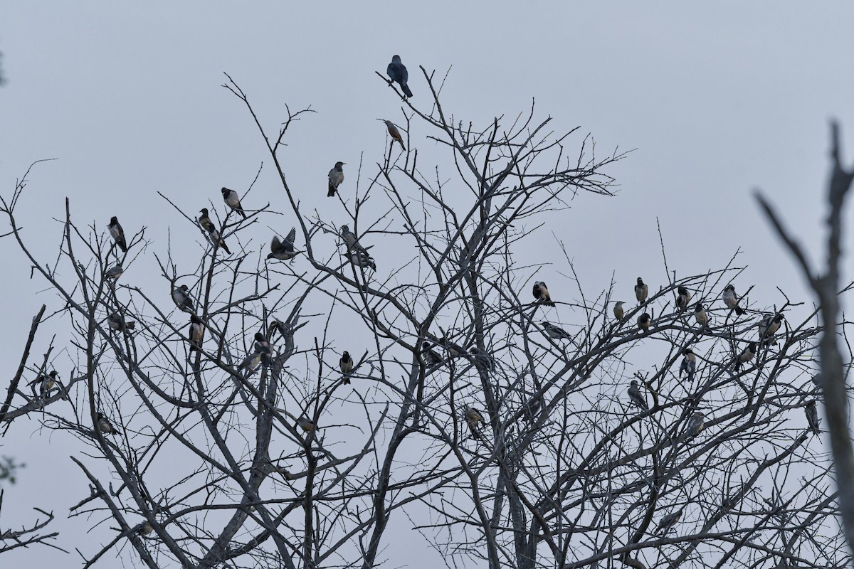 Rosy Starling - Sathish Ramamoorthy