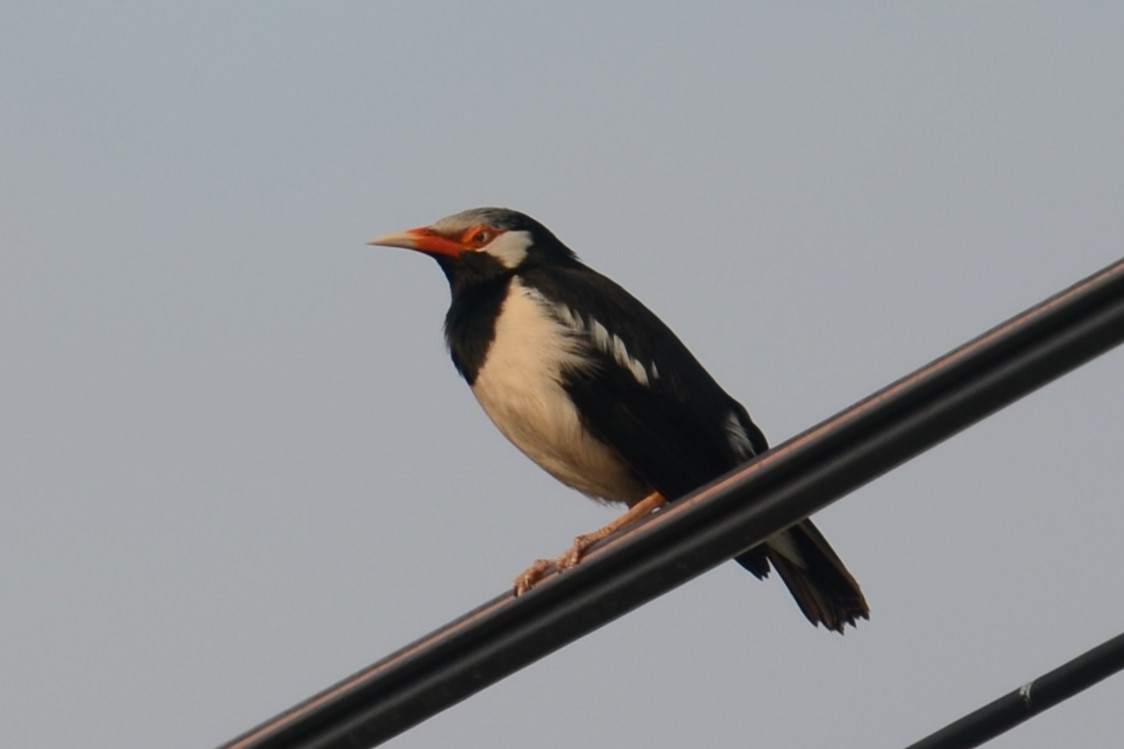 Siamese Pied Starling - Alain Rouge