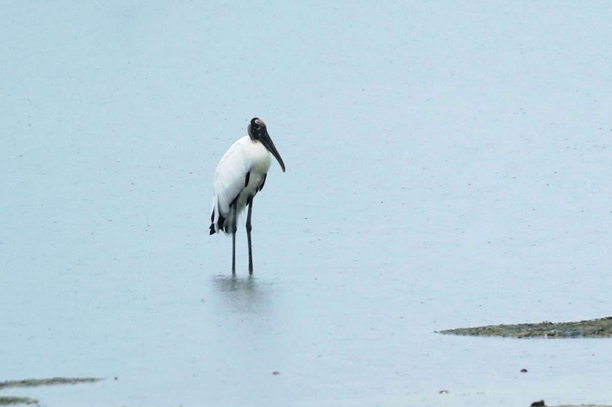 Wood Stork - ML614862831