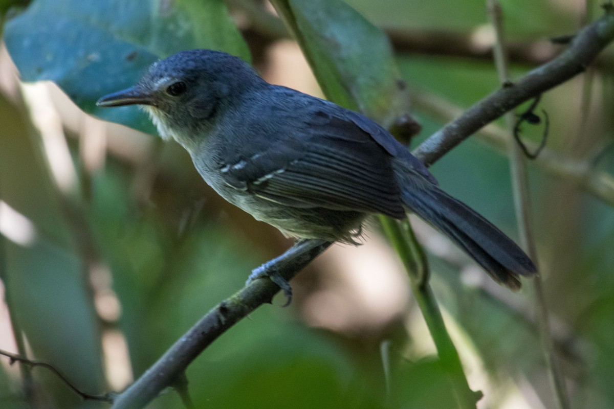 Dusky Antbird - Ken Chamberlain