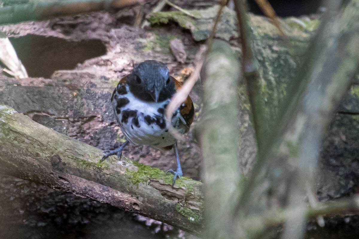 Spotted Antbird - Ken Chamberlain