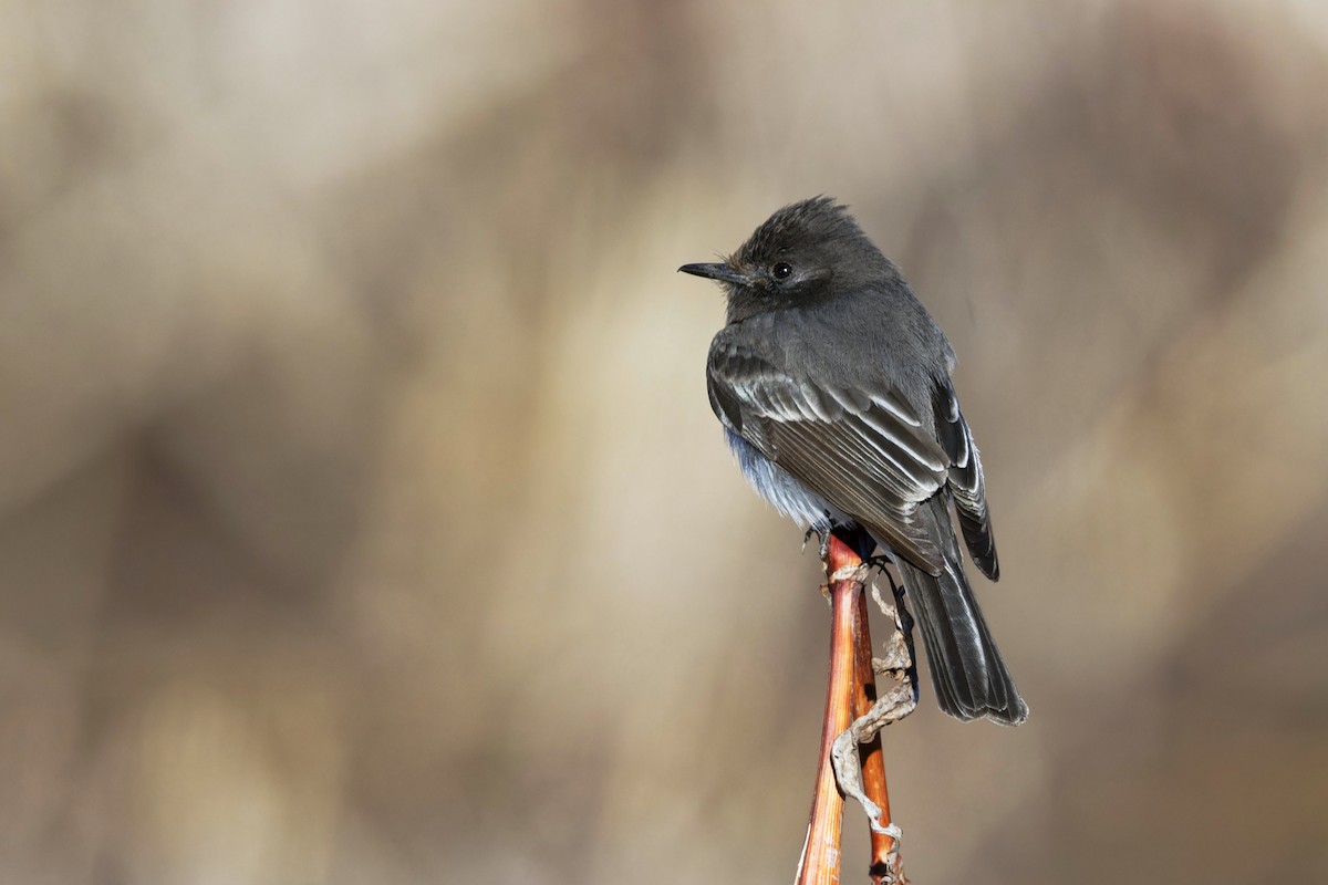 Black Phoebe - ML614862986