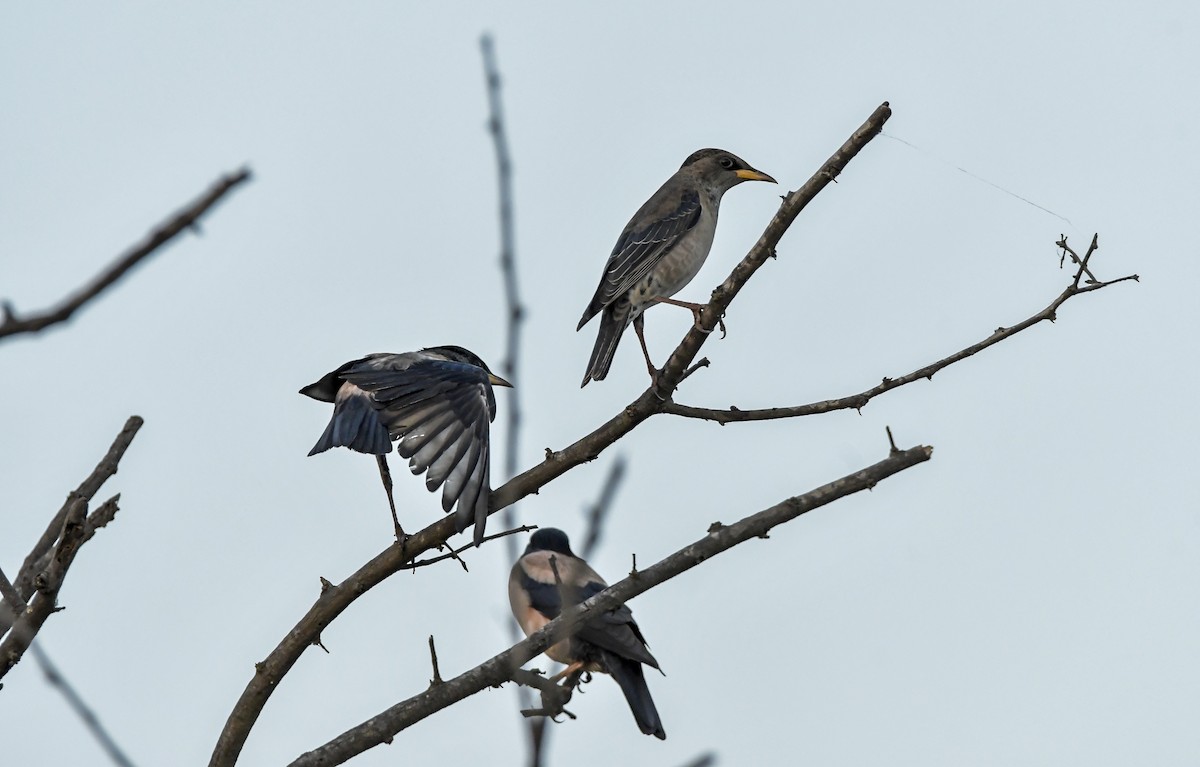 Rosy Starling - ML614863038