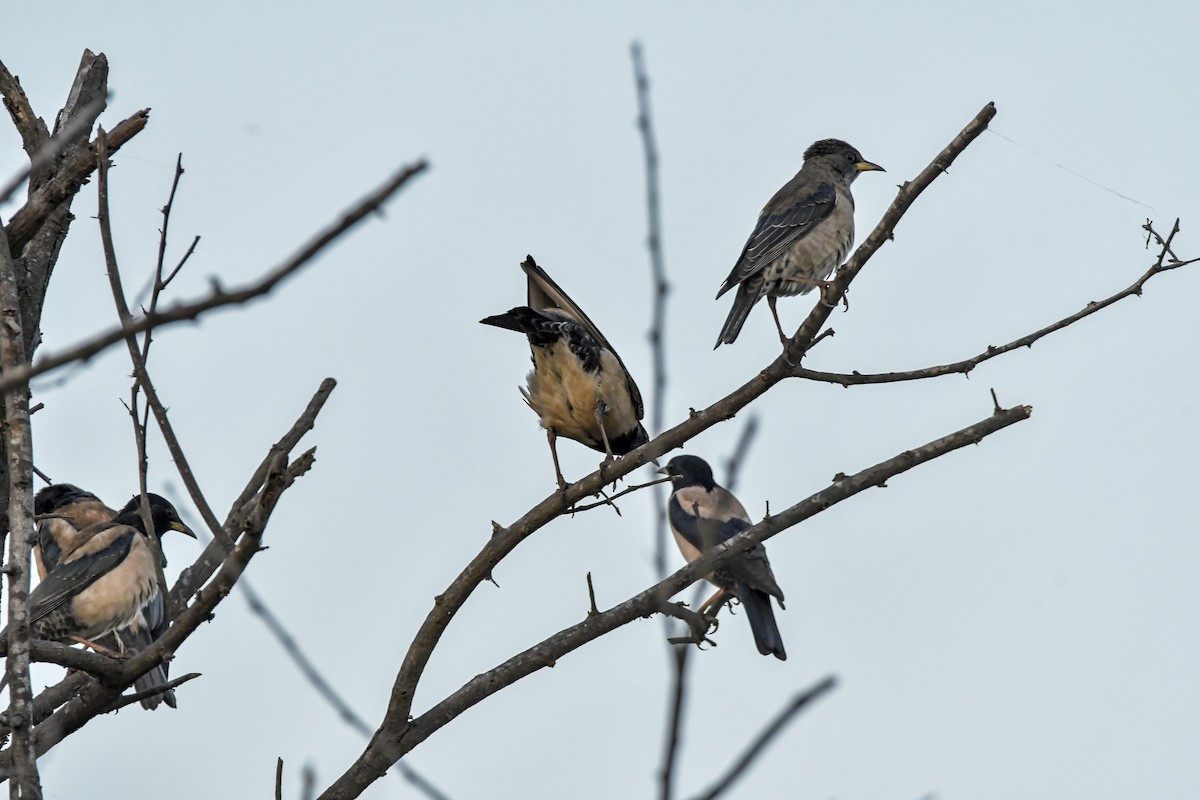 Rosy Starling - ML614863039