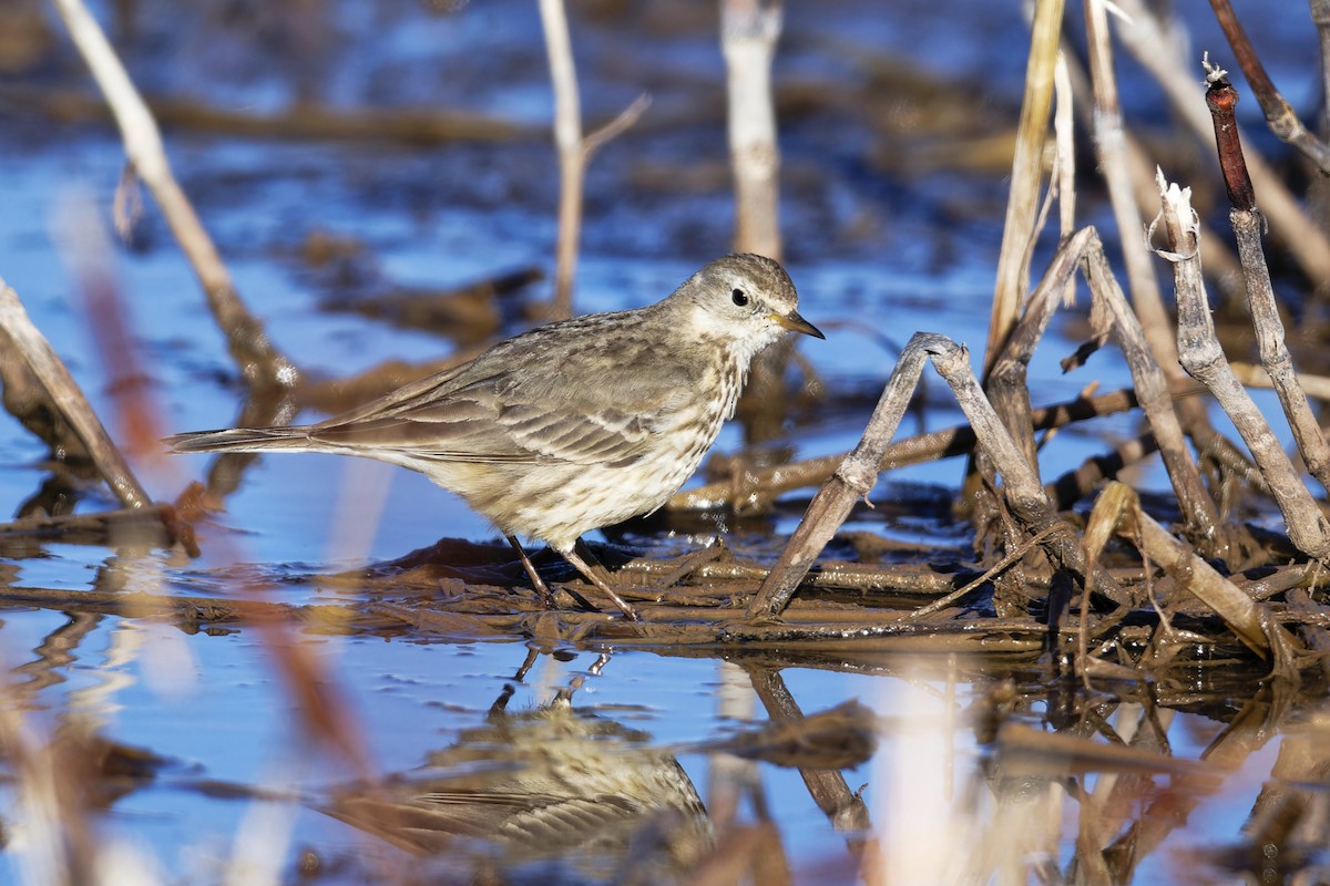 Pipit d'Amérique - ML614863076