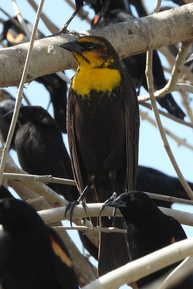 Yellow-headed Blackbird - ML614863337