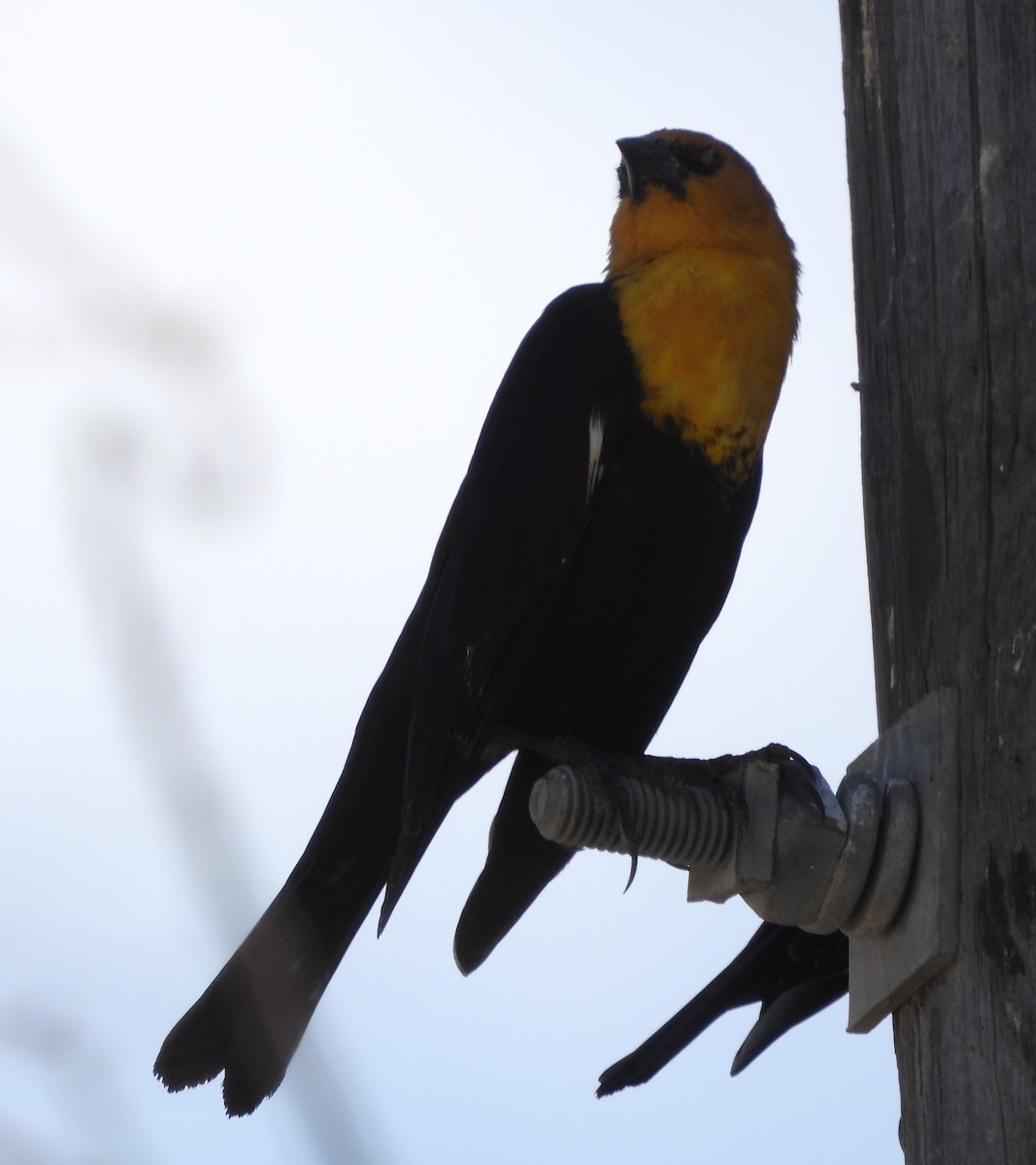 Yellow-headed Blackbird - ML614863338