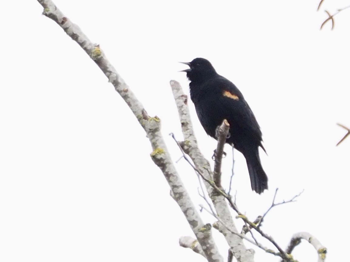 Red-winged Blackbird - ML614863347