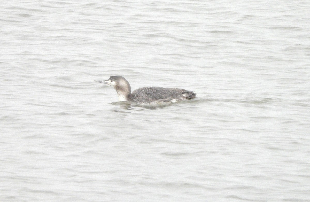 Red-throated Loon - ML614863367