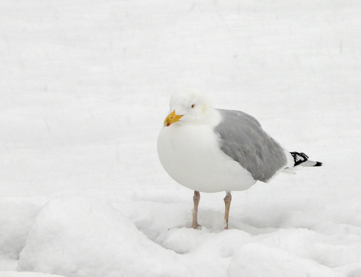 Herring Gull - ML614863375