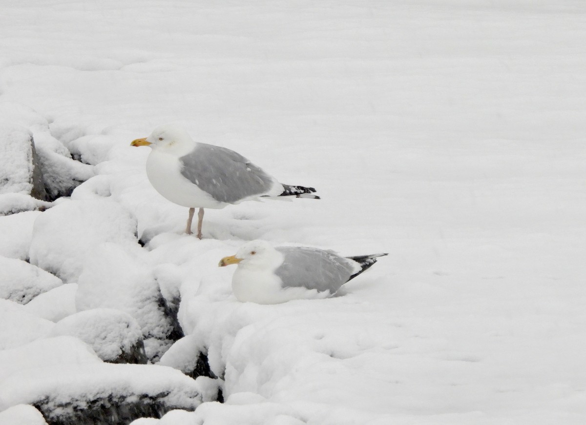 Herring Gull - ML614863383