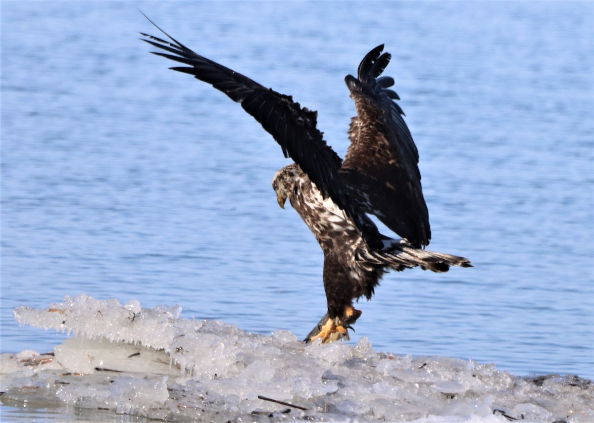 Bald Eagle - ML614863395