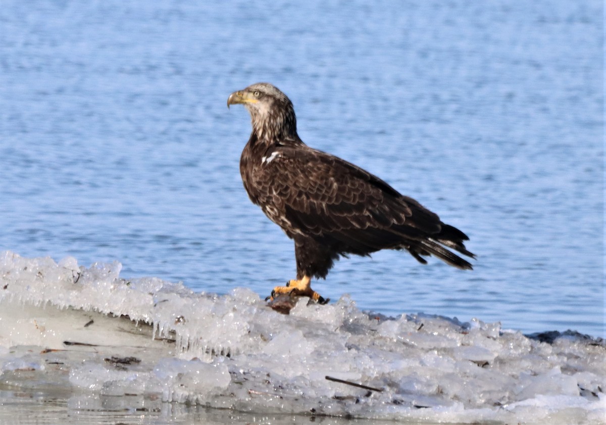 Bald Eagle - ML614863407