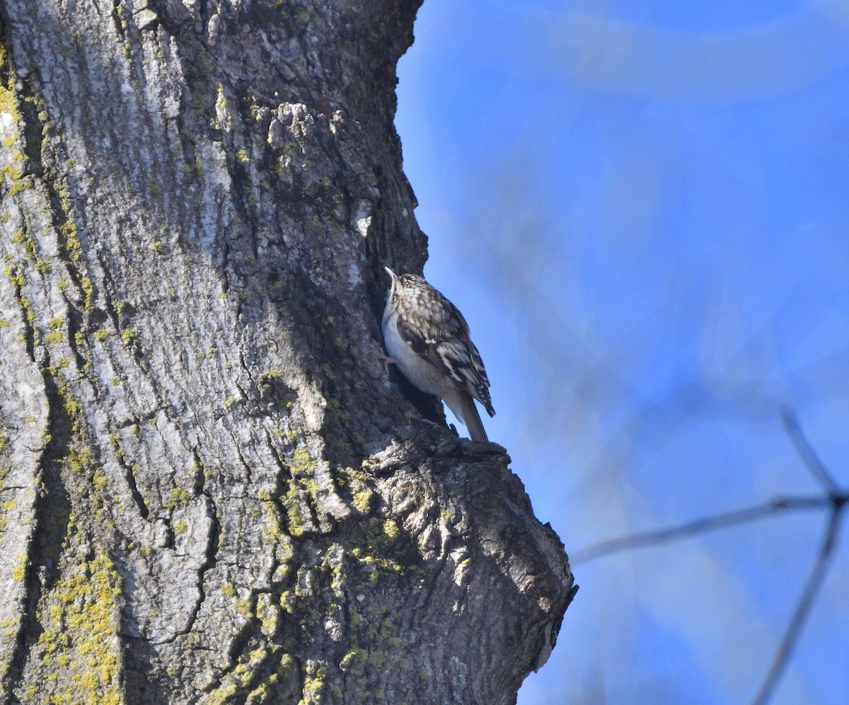 Brown Creeper - Louis Lemay