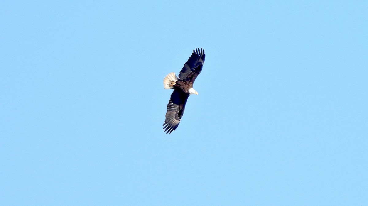 Bald Eagle - ML614863414